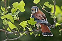 _MG_0124 apex - american kestrel.jpg