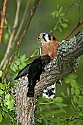 _MG_0319 american kestrel with cowbird.jpg