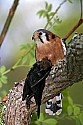 _MG_0325 american kestrel with cowbird.jpg