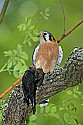 _MG_0331 american kestrel with cowbird.jpg