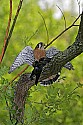 _MG_0341 american kestrel with cowbird.jpg