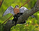 _MG_0346 american kestrel mantling a cowbird.jpg