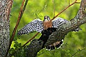 _MG_0355 american kestrel with cowbird 1.jpg