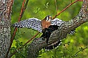 _MG_0362 american kestrel mantling with cowbird.jpg