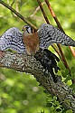 _MG_0398 american kestrel with cowbird.jpg