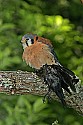 _MG_0402 american kestrel with cowbird.jpg