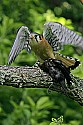 _MG_0408 american kestrel with cowbird.jpg