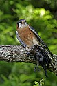 _MG_0411 american kestrel with cowbird.jpg