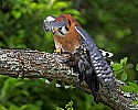 _MG_0435 american kestrel mantling a cowbird.jpg