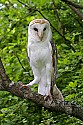 _MG_0478 barn owl.jpg