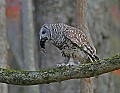 _MG_0478 robbie-barred owl.jpg