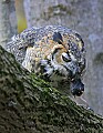 _MG_0479 great horned owl with mouse.jpg