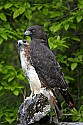 _MG_0482 harlan and normal phase red-tailed hawk.jpg