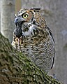 _MG_0483 great horned owl and mouse.jpg