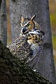 _MG_0496 great horned owl.jpg