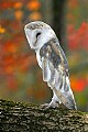 _MG_0498 barn owl.jpg