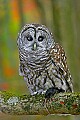 _MG_0513 barred owl with mouse.jpg