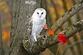 _MG_0521 barn owl.jpg