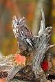_MG_0528 screech owl on stump.jpg