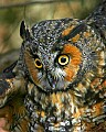 _MG_0601 long eared owl.jpg