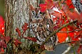 _MG_0616 screech owl.jpg