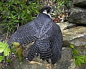 _MG_0641 peregrine falcon.jpg