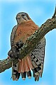 _MG_0663 american kestrel and mouse.jpg