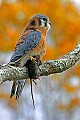 _MG_0674 american kestrel with mouse.jpg