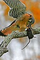 _MG_0692 male american kestrel and mouse.jpg