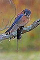 _MG_0715 american kestrel and mouse.jpg