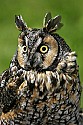 _MG_0715 long-eared owl.jpg