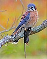 _MG_0719 american kestrel and mouse.jpg