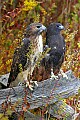 _MG_0749 two redtailed hawks.jpg