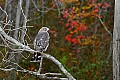 _MG_0754 broad winged hawk.jpg