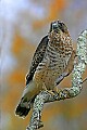 _MG_0763 red-shoulder hawk.jpg