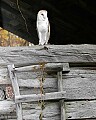 _MG_0783 barn owl.jpg