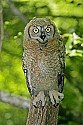 _MG_0790 immature great horned owl.jpg
