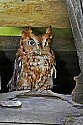 _MG_0845 screech owl - red phase.jpg