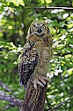 _MG_0849 immature great horned owl.jpg