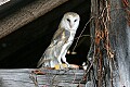 _MG_0860 barn owl.jpg