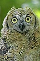 _MG_0869 great horned owl.jpg