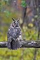 _MG_0876 long-earred owl.jpg