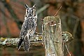 _MG_0904 long-eared owll.jpg