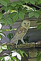 _MG_0908 barn owl.jpg