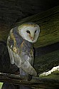 _MG_0968 barn owl.jpg