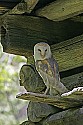 _MG_0987 twister - barn owl.jpg