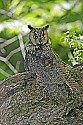 _MG_1004 long-eared owl.jpg