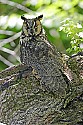 _MG_1008 long-eared owl.jpg