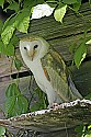 _MG_1018 twister - barn owl.jpg