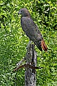 _MG_1139 red-tailed hawk - harlan phase.jpg